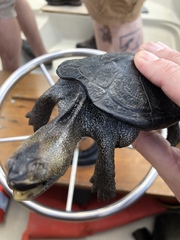 Malaclemys terrapin centrata