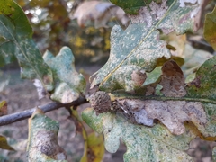 Andricus caliciformis