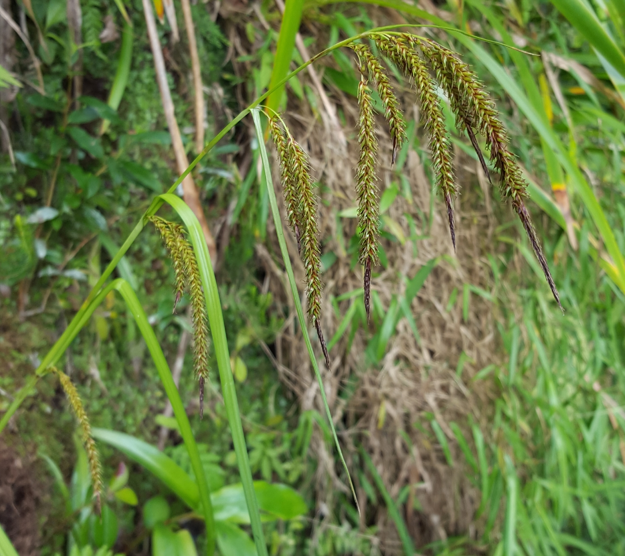 (c) François Rousseu, certains droits réservés (CC BY-NC) https://www.inaturalist.org/observations/99184872