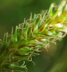 Carex boryana