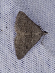 Dichromodes indicataria