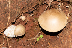 Fungi