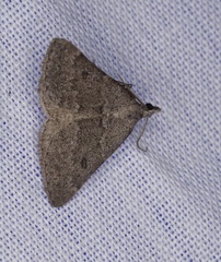 Dichromodes indicataria