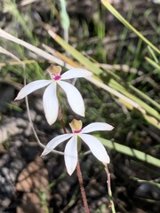 Caladenia moschata