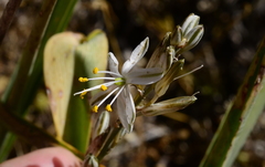 Chlorophytum triflorum