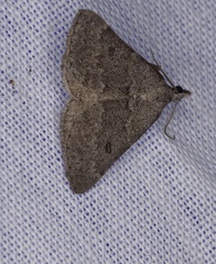 Dichromodes indicataria