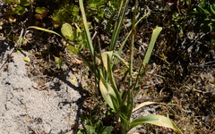 Chlorophytum triflorum