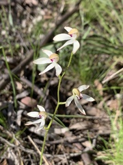 Caladenia moschata