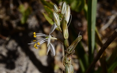 Chlorophytum triflorum