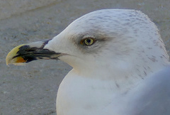 Larus michahellis