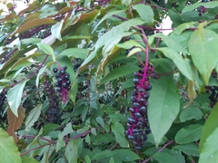 Phytolacca americana