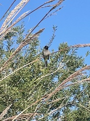 Pycnonotus xanthopygos