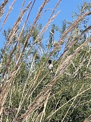 Pycnonotus xanthopygos