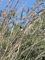 Pycnonotus xanthopygos