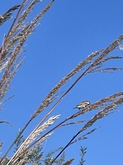 Passer hispaniolensis transcaspicus