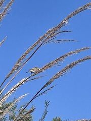 Passer hispaniolensis transcaspicus