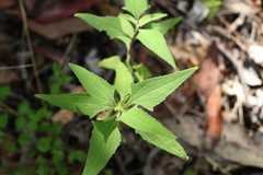 Sigesbeckia orientalis