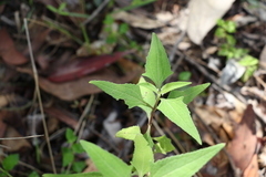 Sigesbeckia orientalis