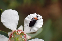 Atoichus bicolor