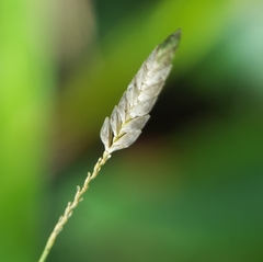 Eragrostis tremula