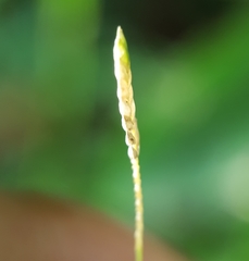 Eragrostis tremula