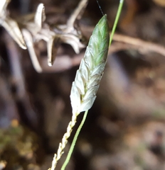 Eragrostis tremula