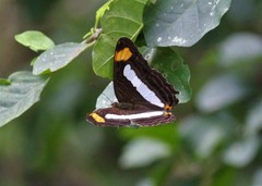Adelpha iphicleola