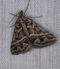 Dichromodes poecilotis