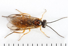 Euura olfaciens