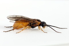 Euura olfaciens