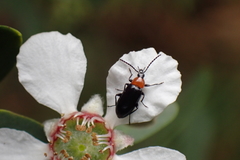 Atoichus bicolor