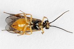 Euura olfaciens