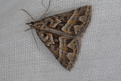 Dichromodes poecilotis