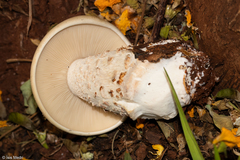 Fungi
