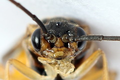 Euura olfaciens