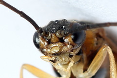 Euura olfaciens