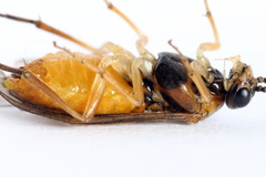 Euura olfaciens