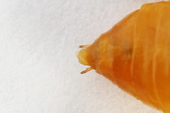 Euura olfaciens