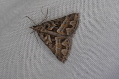 Dichromodes poecilotis