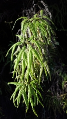 Sticherus flagellaris