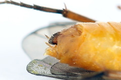 Euura olfaciens