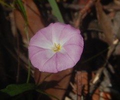 Polymeria