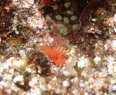 Serpulaceae
