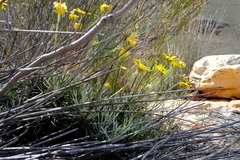 Euryops othonnoides