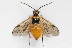 Euura olfaciens