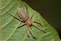 Anyphaenidae