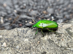 Heterorrhina elegans