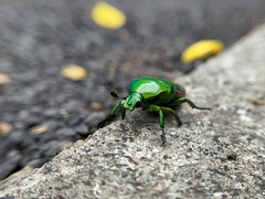 Heterorrhina elegans