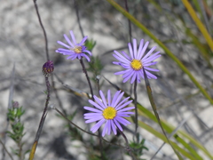 Olearia ciliata