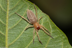 Anyphaenidae